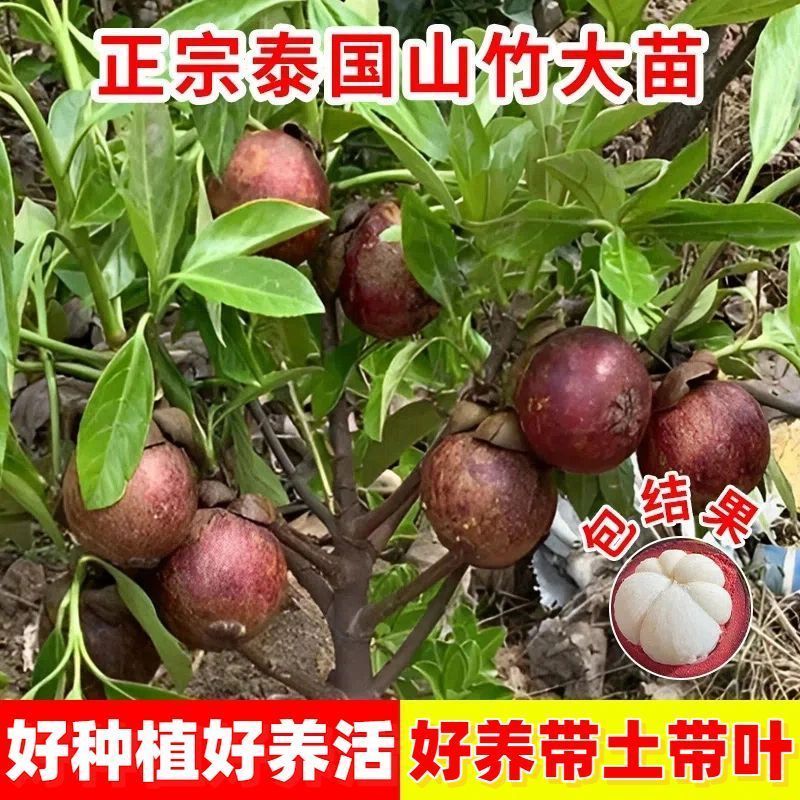 山竹树苗正宗无核山竹果苗南方北方种植四季庭院盆栽