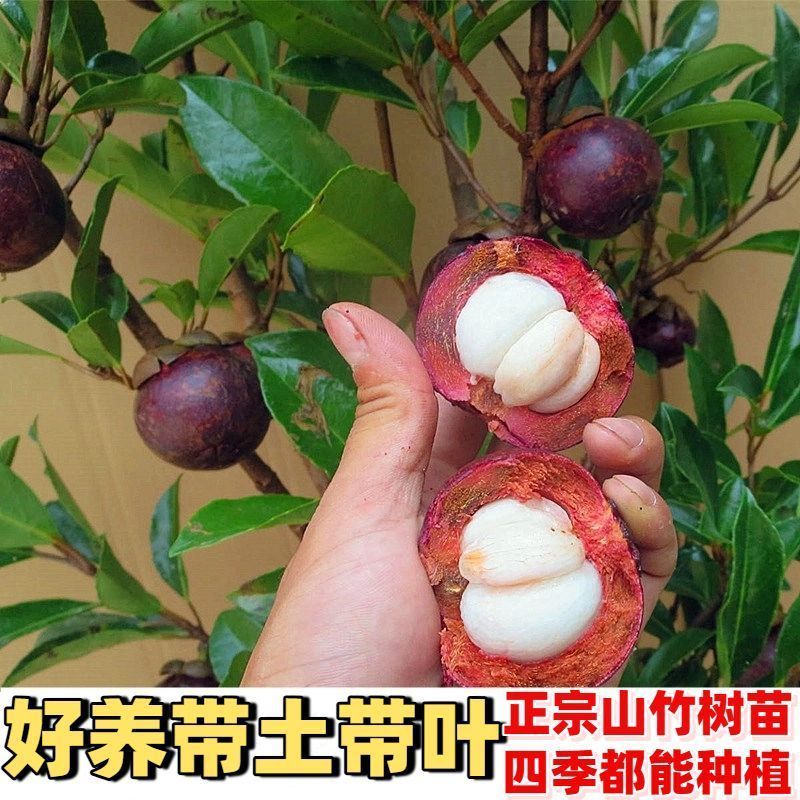 山竹树苗正宗无核山竹果苗南方北方种植四季庭院盆栽