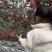 山东威海苹果