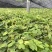 优质淫羊藿种苗，现挖成活率高量大价优，欢迎来电随时下单发去