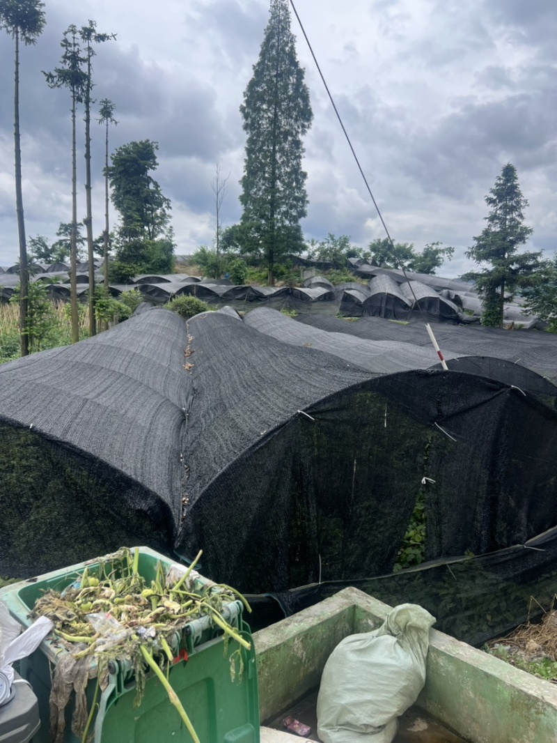 优质淫羊藿种苗，现挖成活率高量大价优，欢迎来电随时下单发去