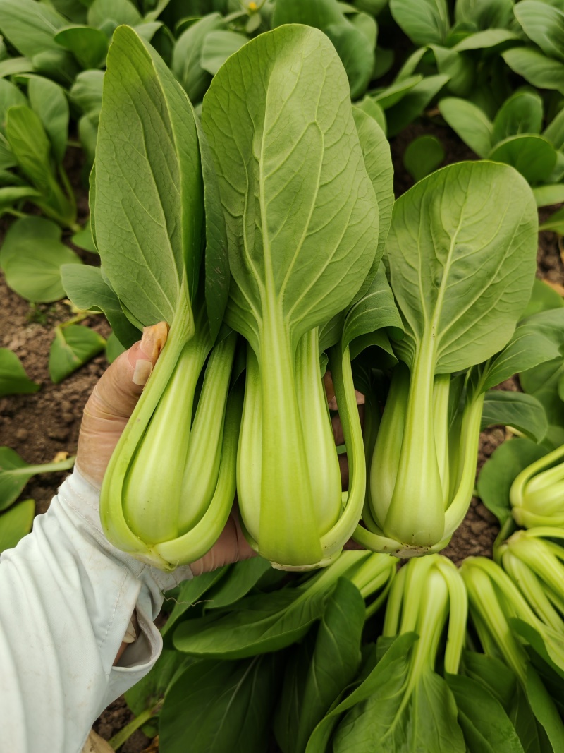 上海青