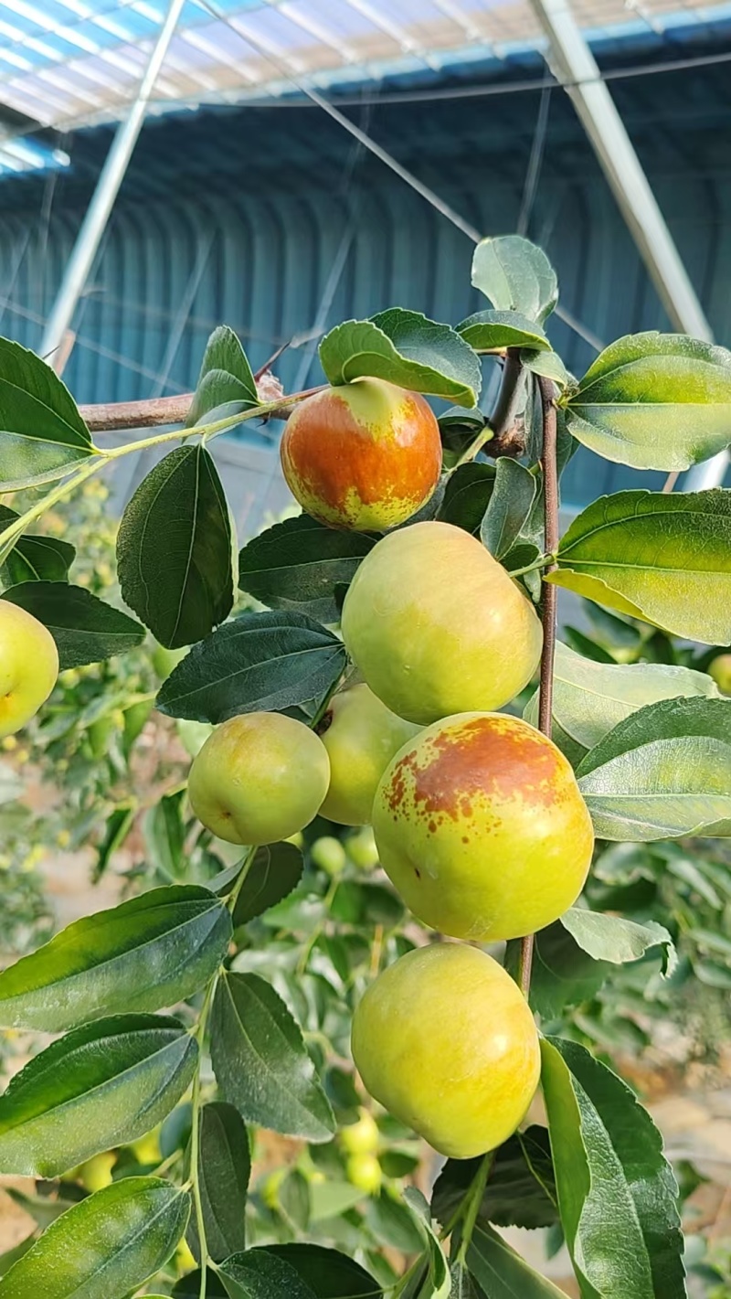 蟠枣