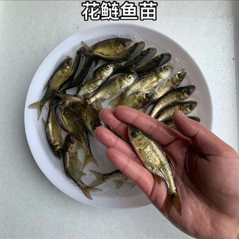 花鲢夏花，小乌子，公分苗