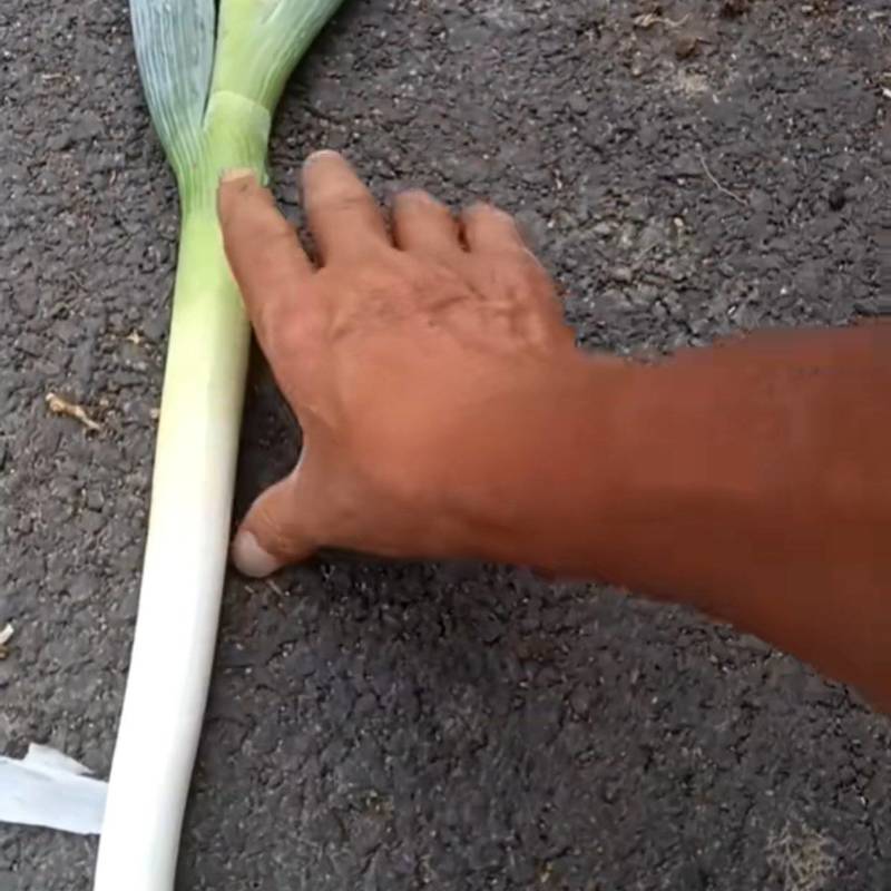 大葱
