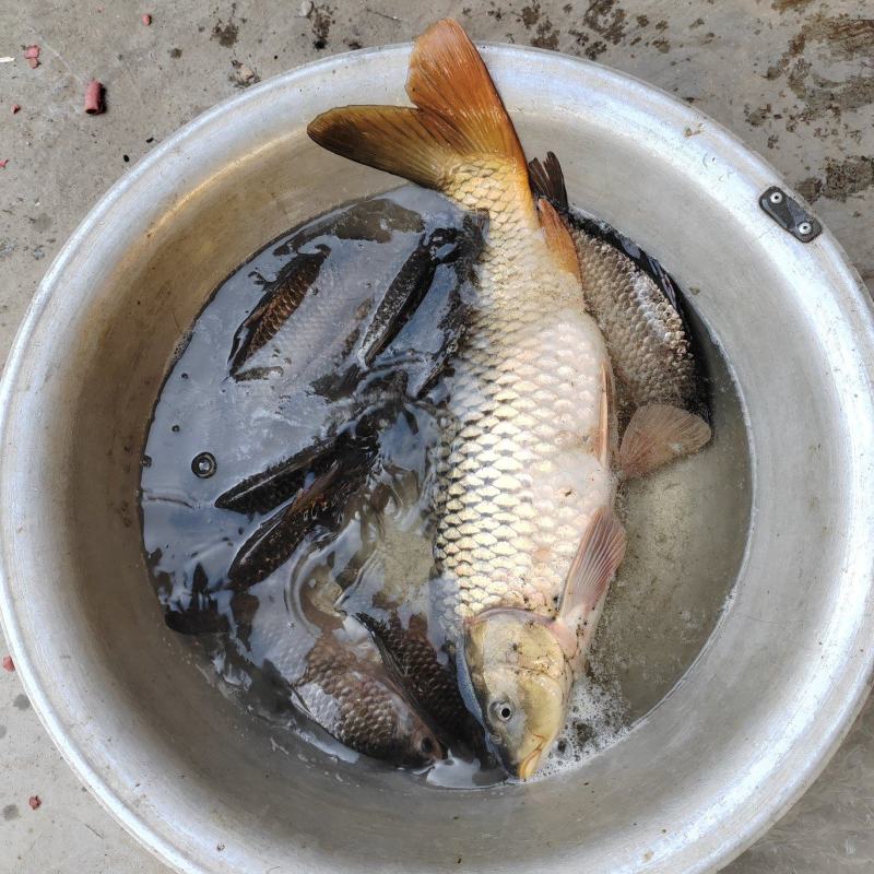 自家养的黄河大鲤鱼，每塘五万斤左右，有意者联系，另有鮰鱼