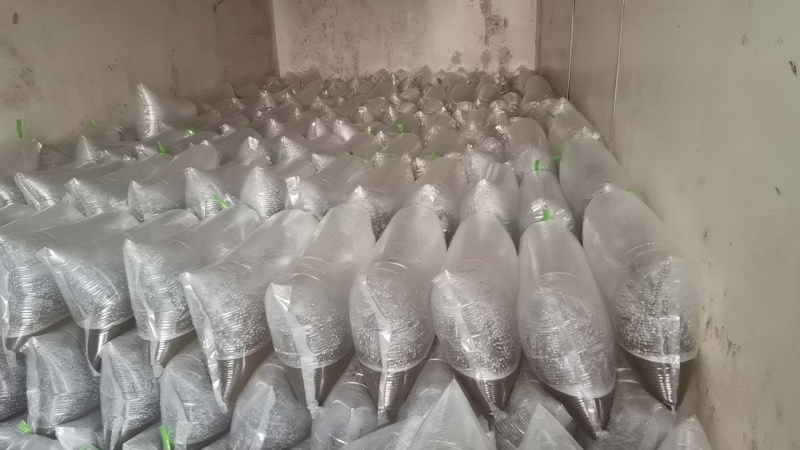 长江流域草鱼乌子，抗病毒能力强，长势快