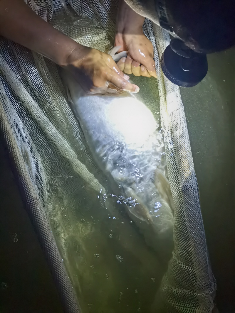 长江流域草鱼乌子，抗病毒能力强，长势快