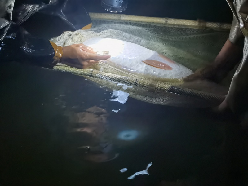 长江流域草鱼乌子，抗病毒能力强，长势快