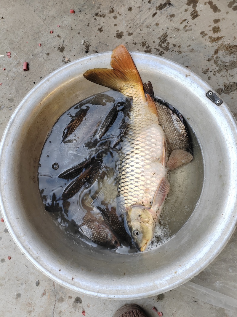 自家养的黄河大鲤鱼，每塘五万斤左右，有意者联系，另有鮰鱼
