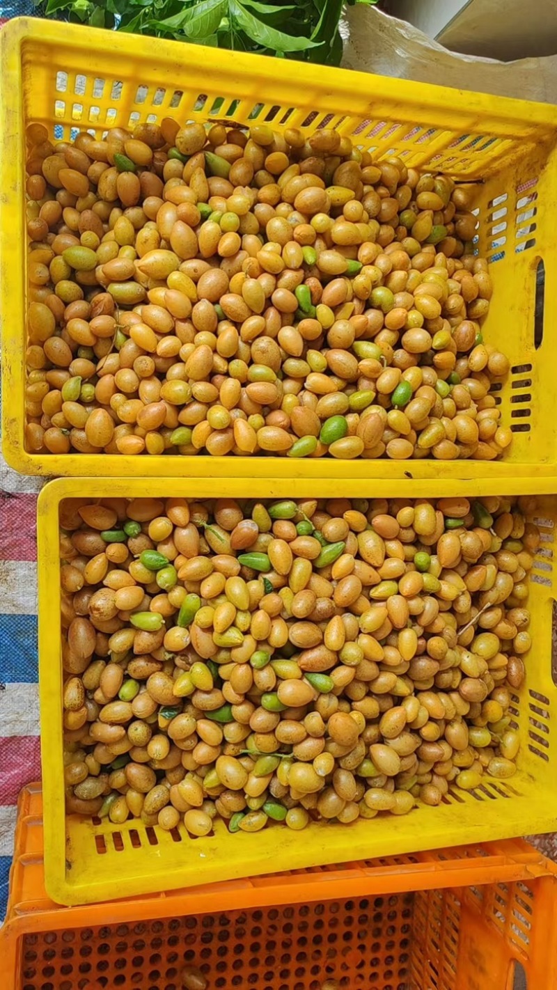 广西黄皮果无籽黄皮鸡心黄皮、土黄皮、黑金刚黄皮果代办包园