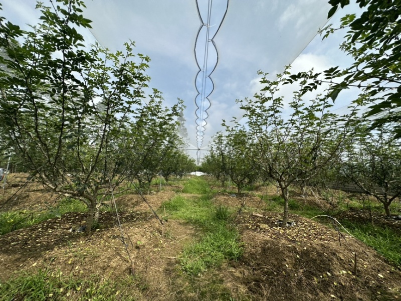 鲜花椒，正宗云雾龙井花椒，又香又麻，花椒中的爱马仕
