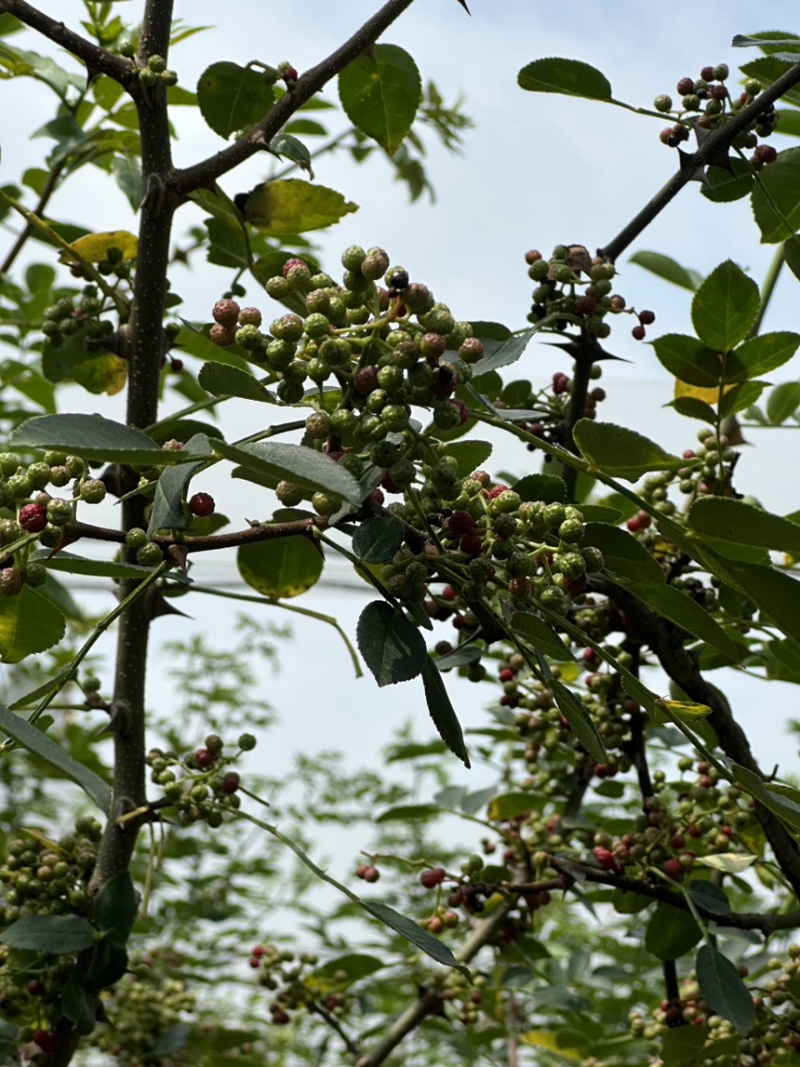 鲜花椒，正宗云雾龙井花椒，又香又麻，花椒中的爱马仕