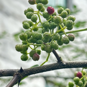 鲜花椒，正宗云雾龙井花椒，又香又麻，花椒中的爱马仕