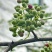 鲜花椒，正宗云雾龙井花椒，又香又麻，花椒中的爱马仕