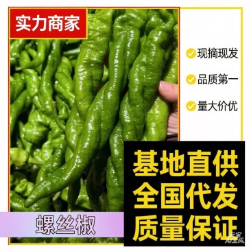 【牛】山西螺丝椒精品鲜辣椒产地直供货源充足代发全国
