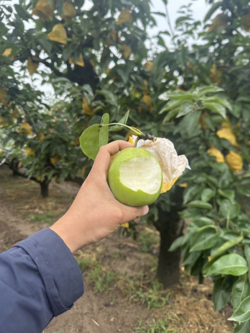 酥梨🍐砀山酥脆一号早梨