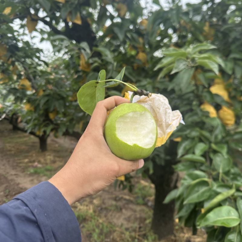 酥梨🍐砀山酥脆一号早梨