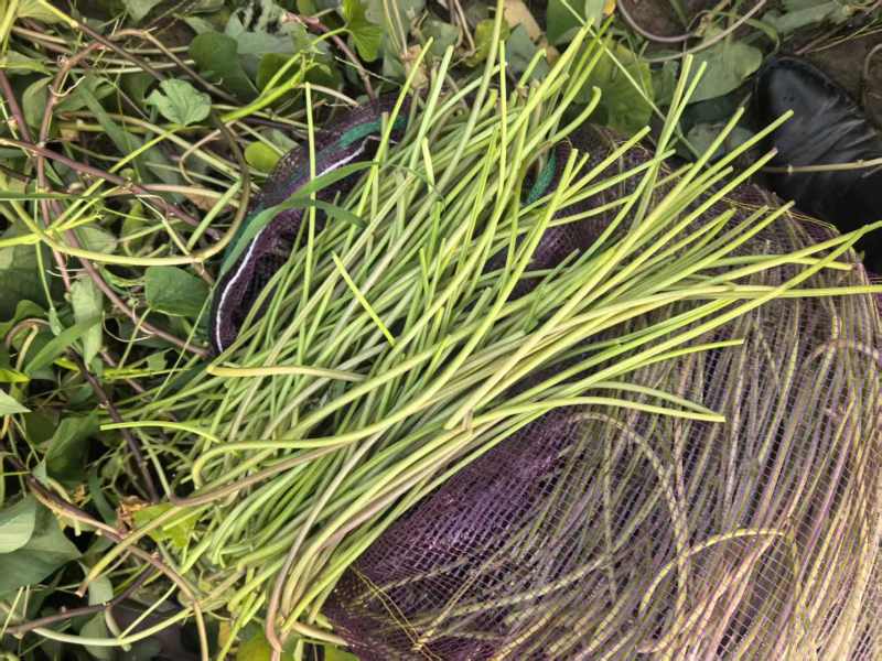 河南濮阳红薯梗基地直发大量上市量大从优一条龙服务