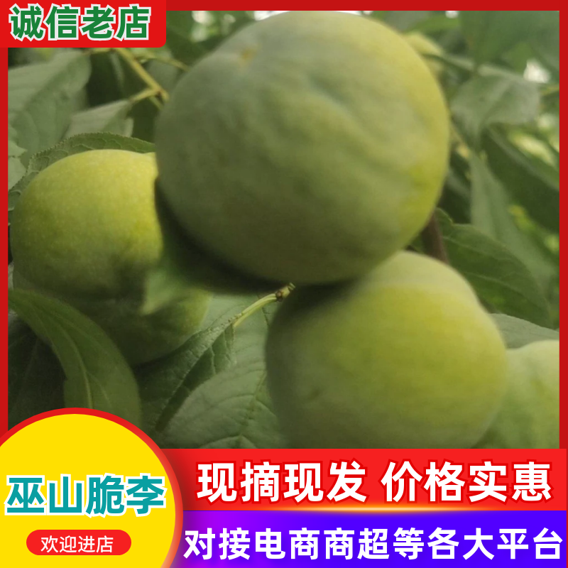巫山精品脆李李子一手货源量大从优质量保证欢迎咨询