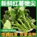 河南濮阳新鲜红薯尖红薯叶基地直发对接全国量大从优一条龙服
