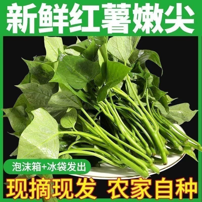 河南濮阳新鲜红薯尖红薯叶基地直发对接全国量大从优一条龙服