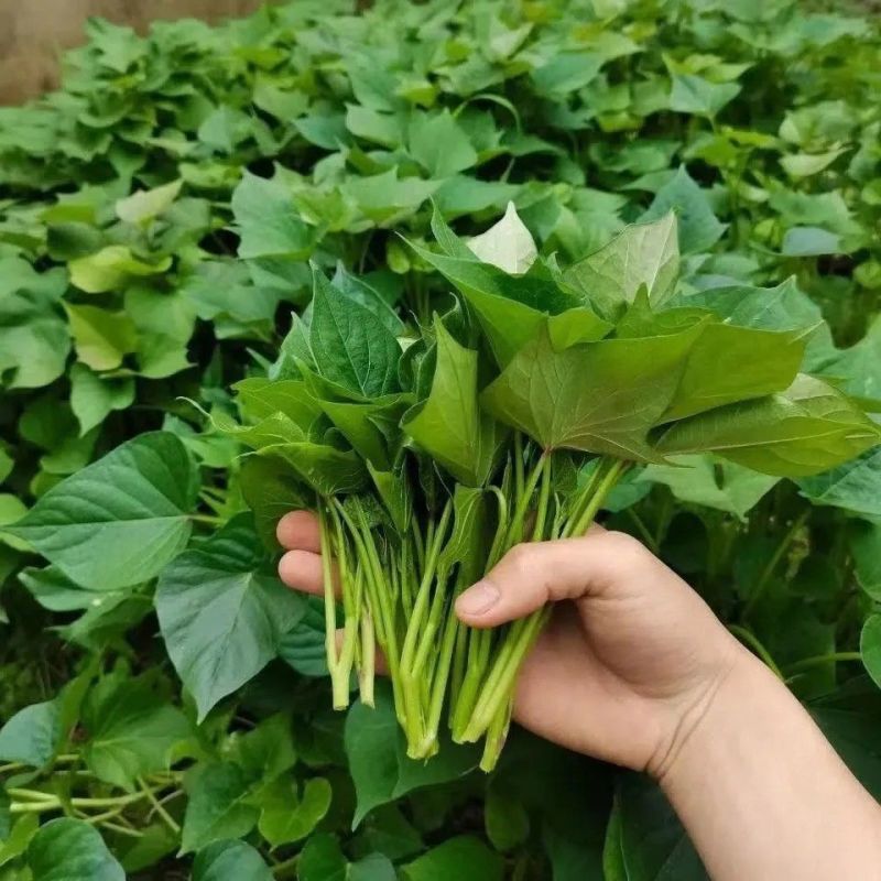 河南濮阳新鲜红薯尖红薯叶基地直发对接全国量大从优一条龙服