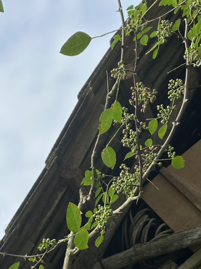 鲜花椒，正宗云雾龙井花椒，又香又麻，花椒中的爱马仕