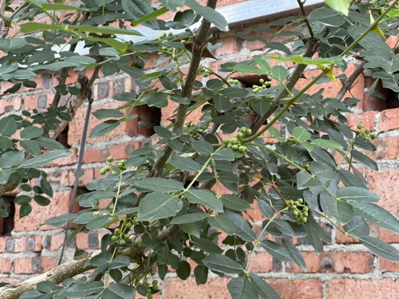 鲜花椒，正宗云雾龙井花椒，又香又麻，花椒中的爱马仕