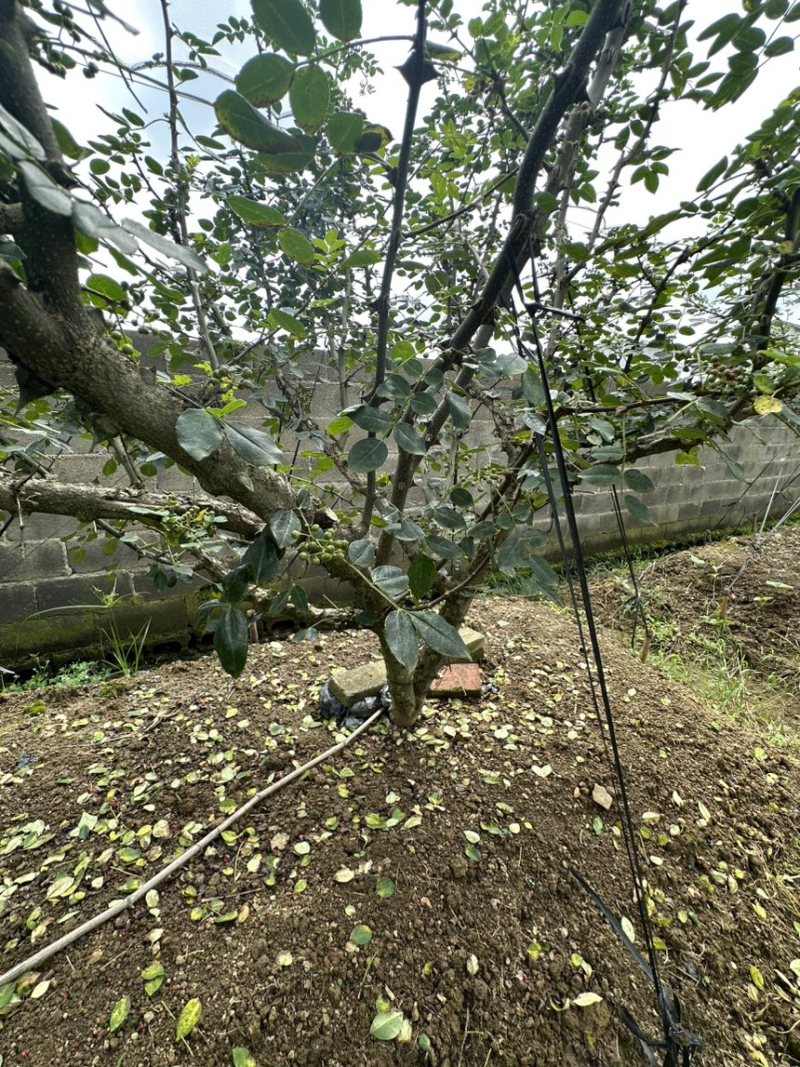 鲜花椒，正宗云雾龙井花椒，又香又麻，花椒中的爱马仕