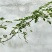 鲜花椒，正宗云雾龙井花椒，又香又麻，花椒中的爱马仕