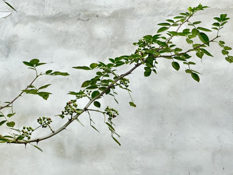 鲜花椒，正宗云雾龙井花椒，又香又麻，花椒中的爱马仕