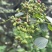 鲜花椒，正宗云雾龙井花椒，又香又麻，花椒中的爱马仕