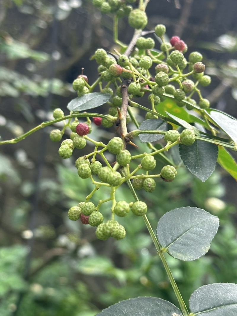 鲜花椒，正宗云雾龙井花椒，又香又麻，花椒中的爱马仕