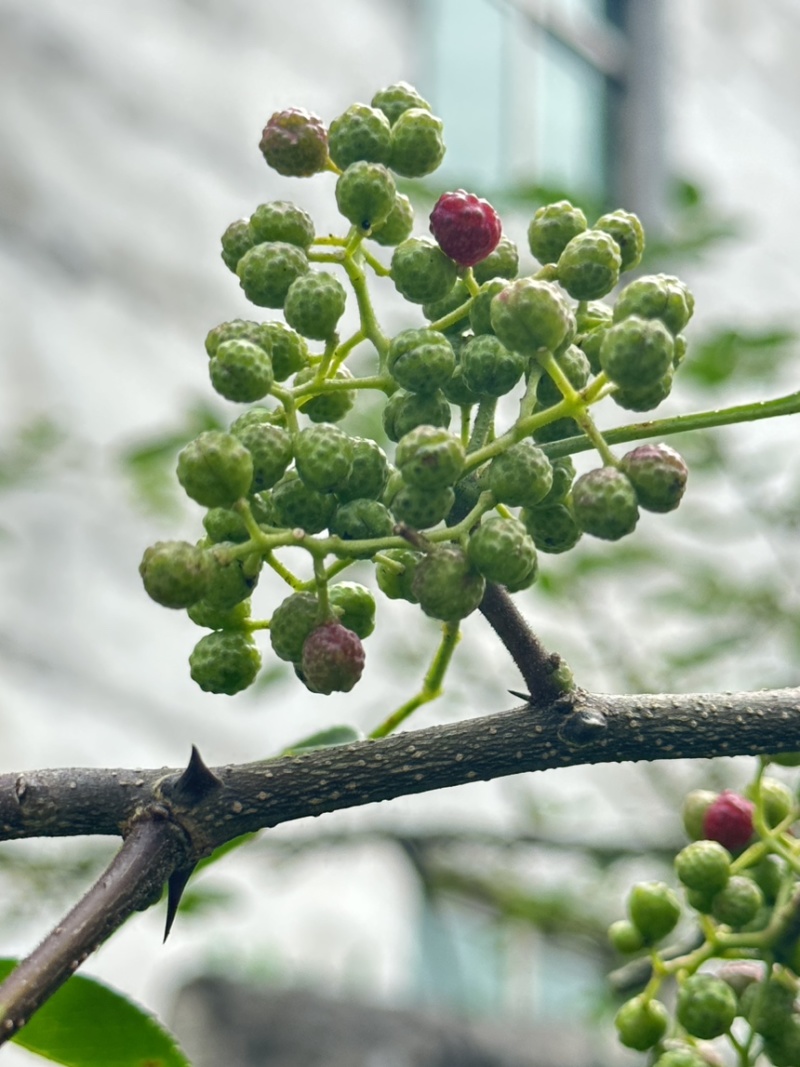 鲜花椒，正宗云雾龙井花椒，又香又麻，花椒中的爱马仕