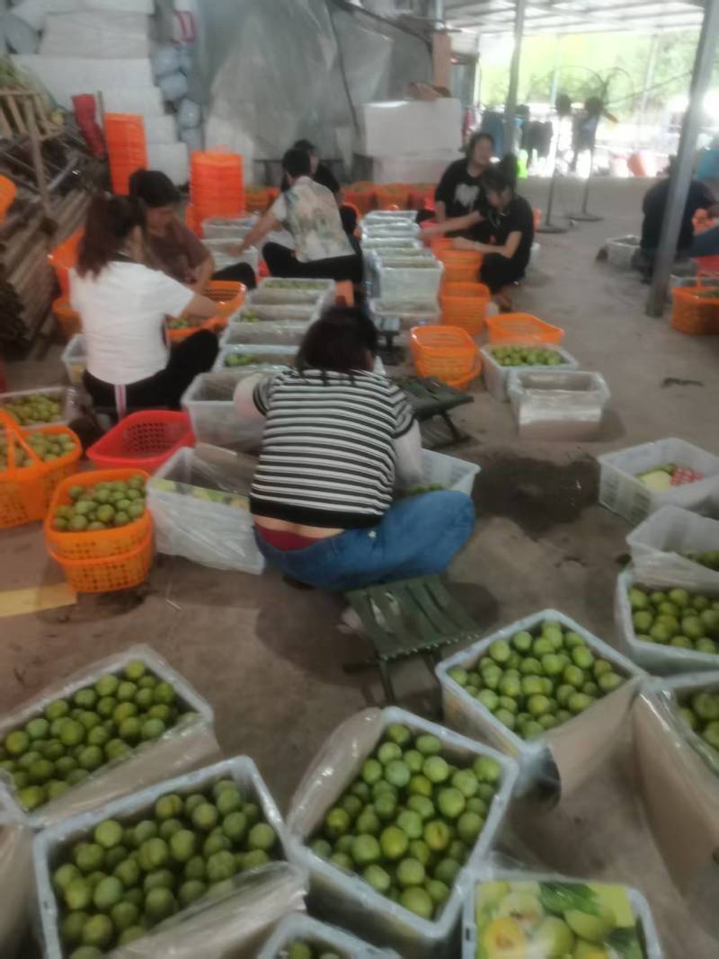 巫山脆李李子一手货源量大从优质量保证欢迎咨询