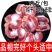 公鸡鸡胗煎炸，可对接商超，批发市场电商货