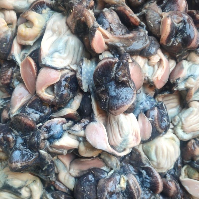 新鲜乌鸡胗冷冻无水干净营养丰富烧烤火锅卤煮食