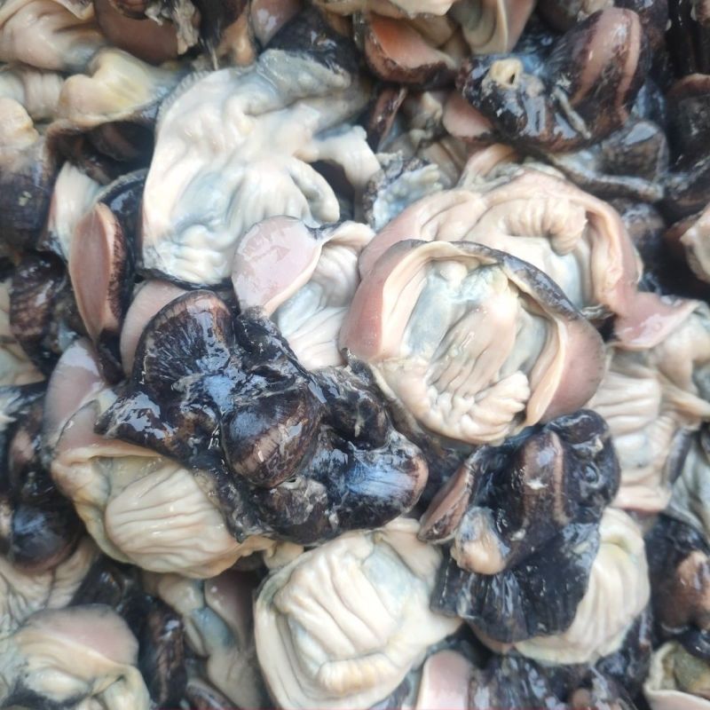 新鲜乌鸡胗冷冻无水干净营养丰富烧烤火锅卤煮食