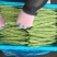 精品扁豆大量有货
