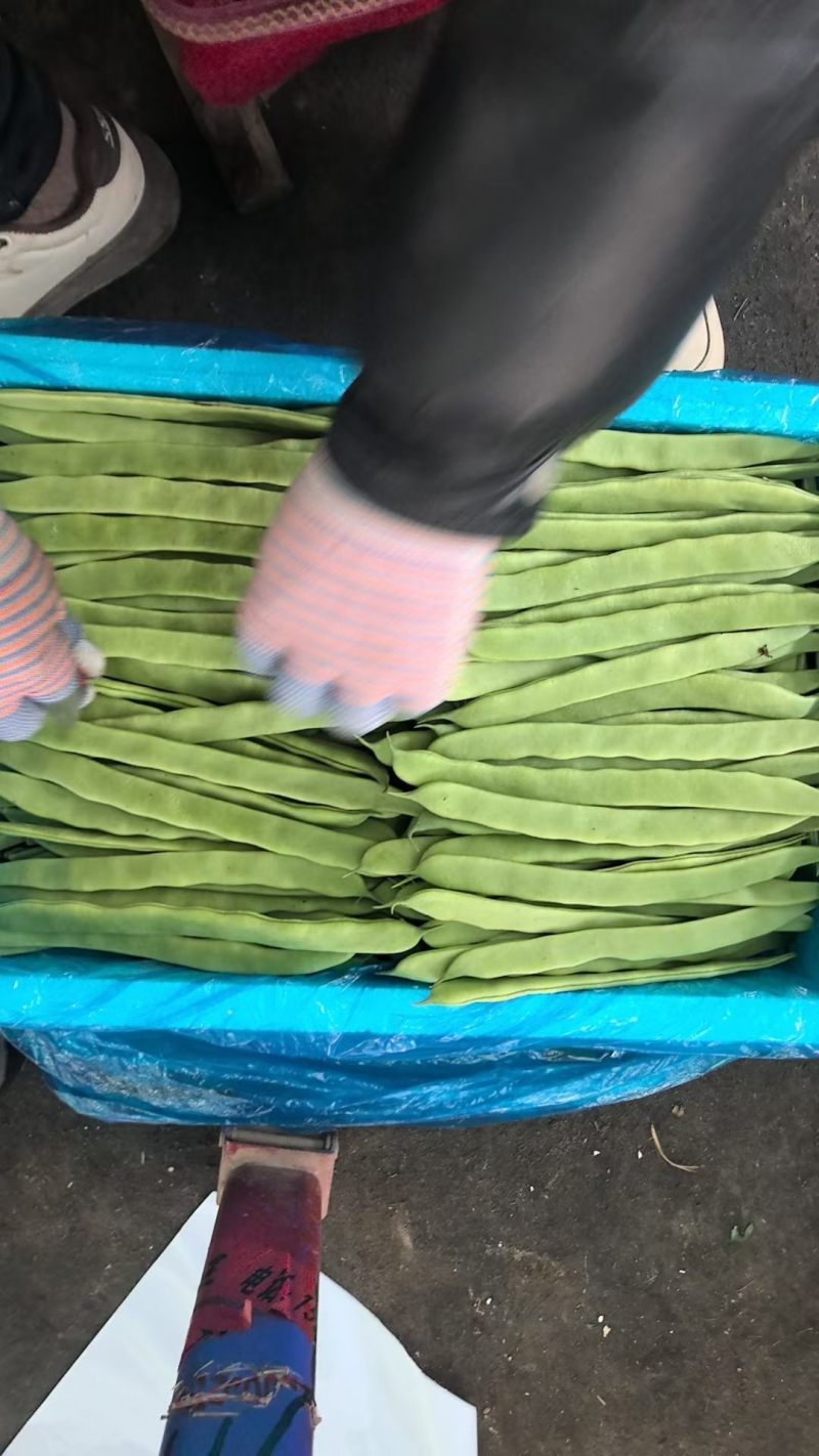精品扁豆大量有货