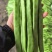 精品扁豆大量有货