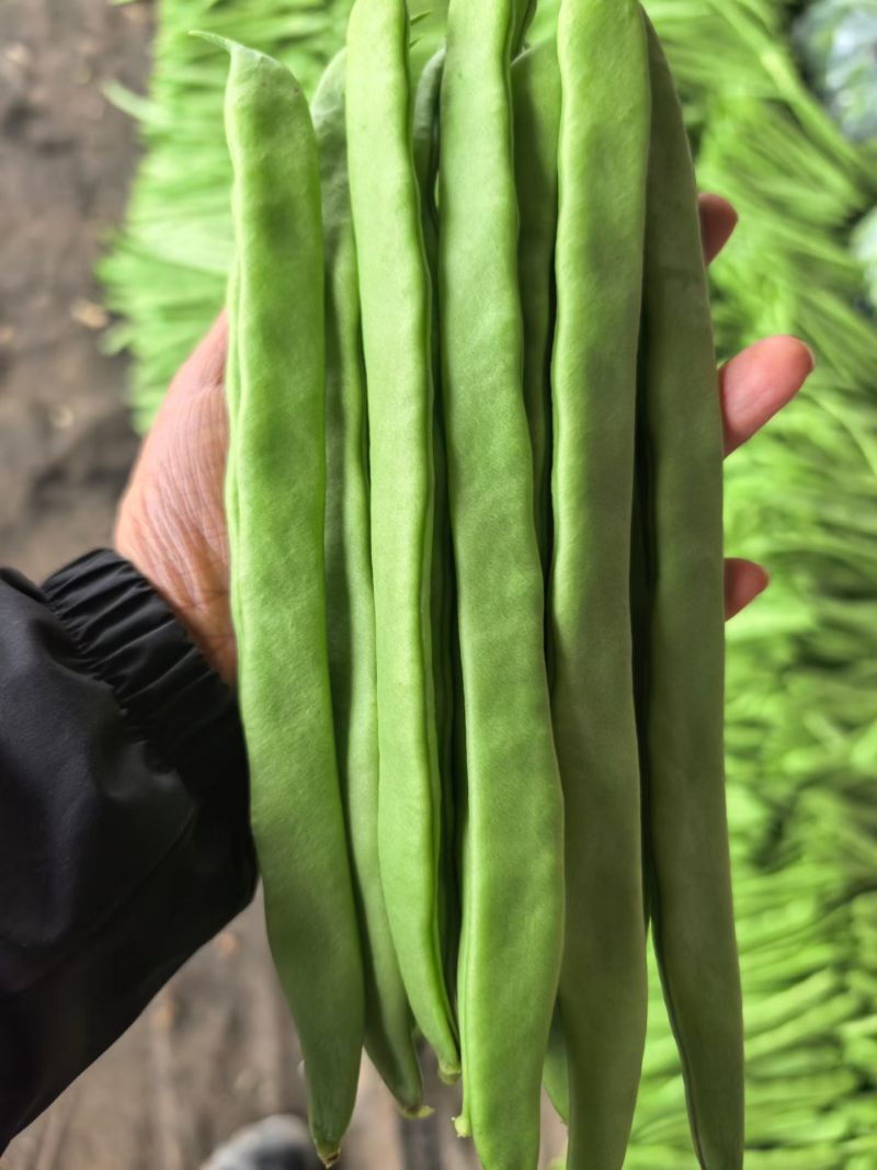 精品扁豆大量有货