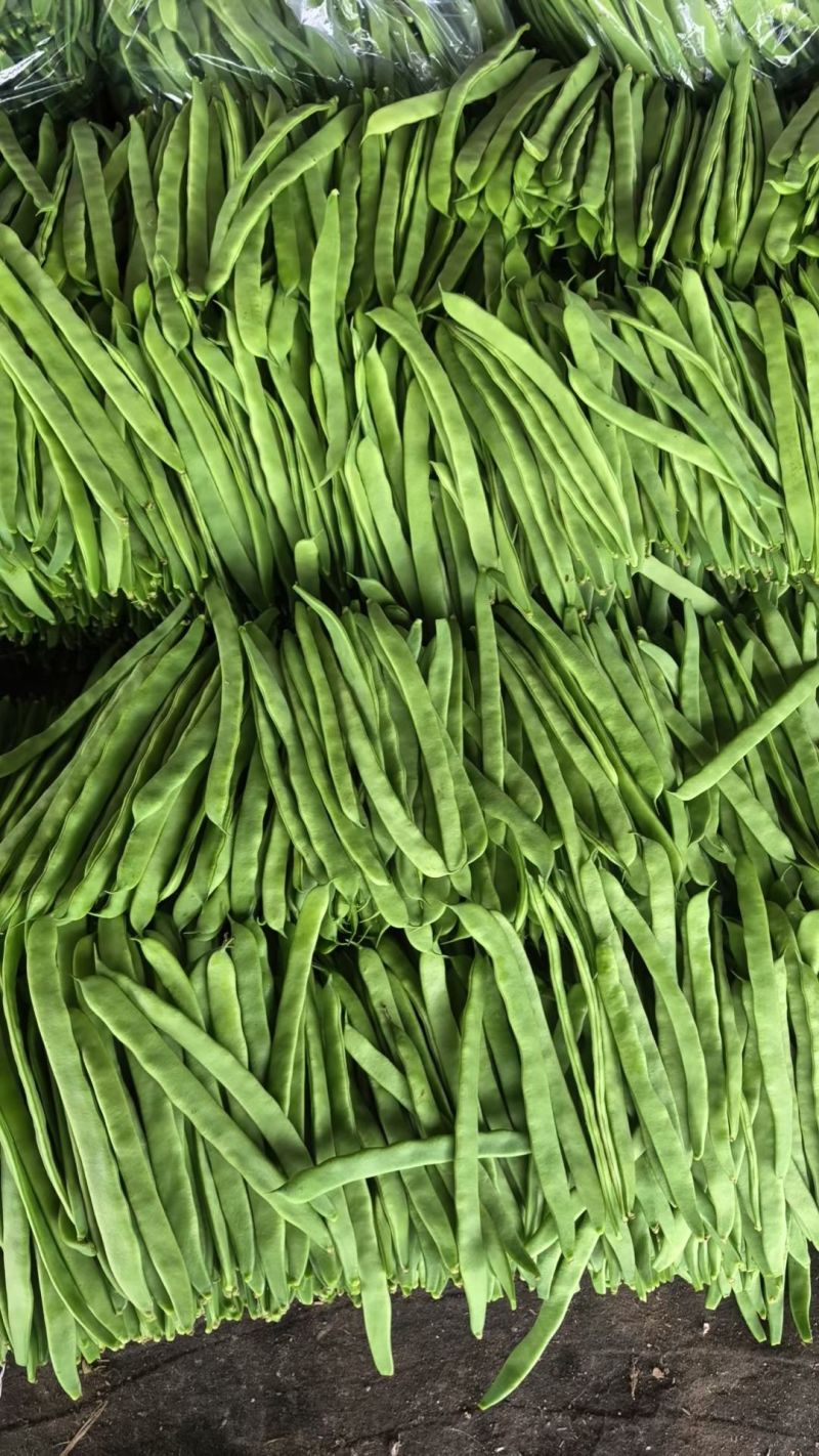 精品扁豆大量有货