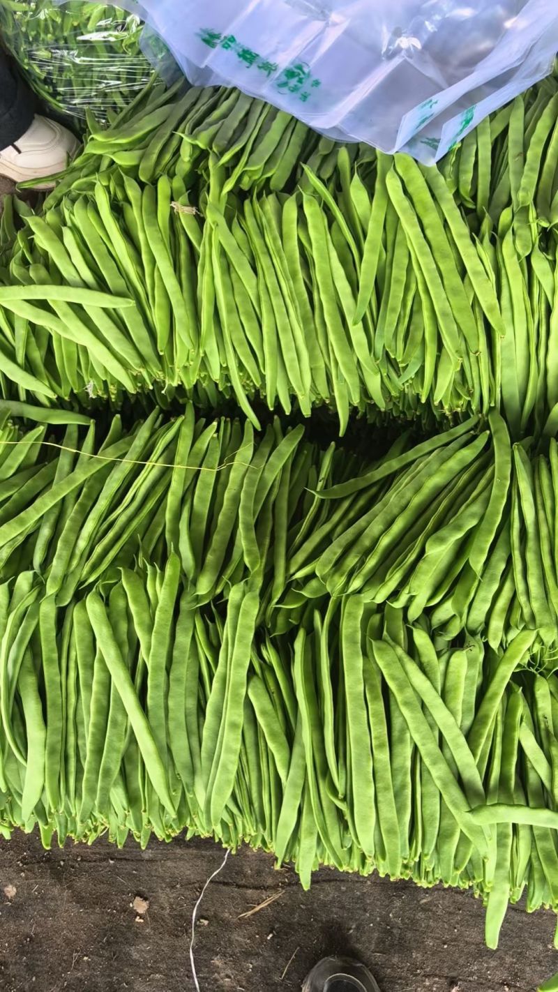 精品扁豆大量有货