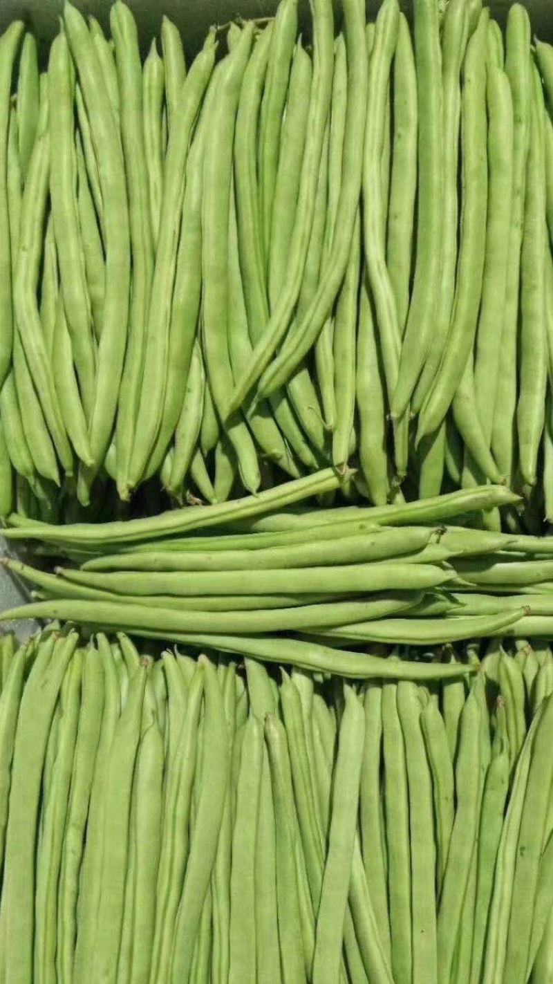 精品扁豆大量有货