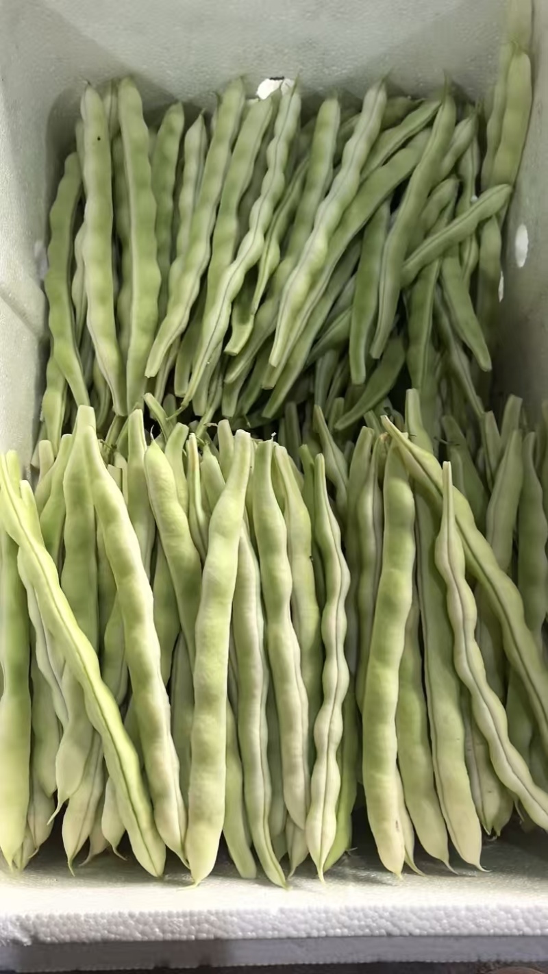 精品扁豆大量有货