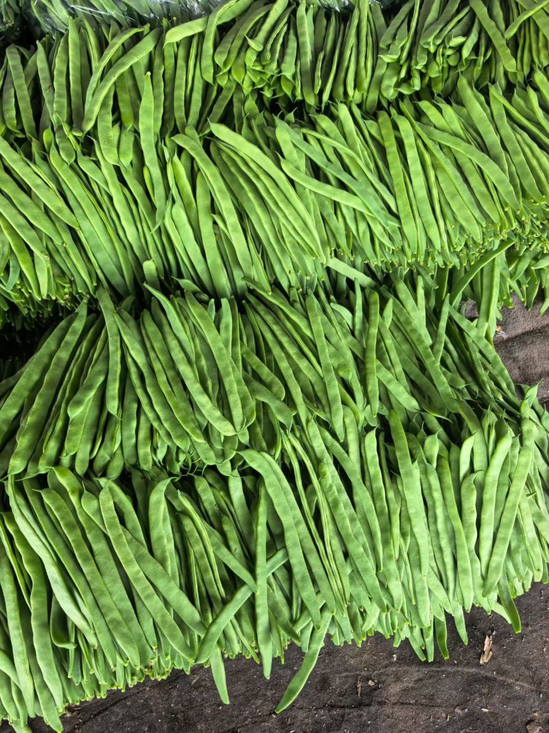 精品扁豆大量有货