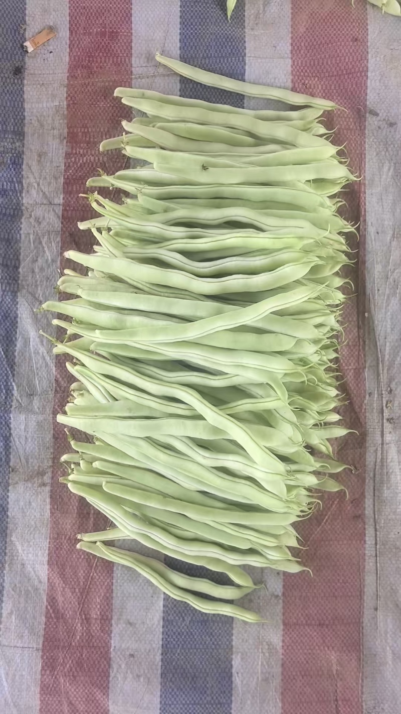精品扁豆大量有货