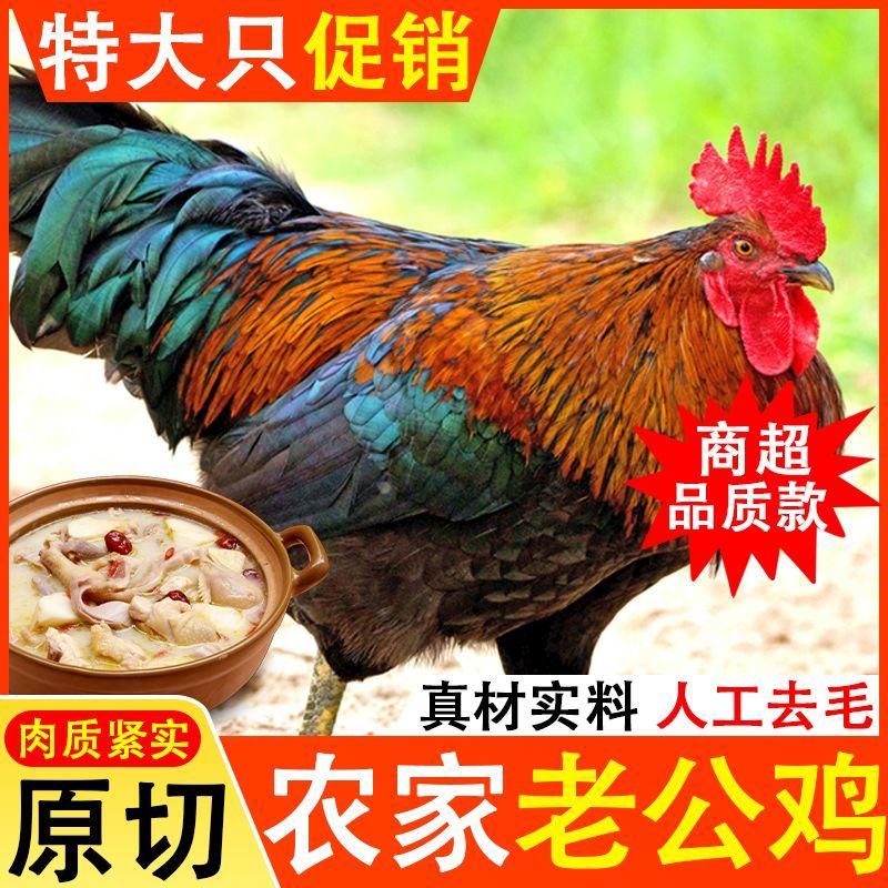 【公鸡特价新鲜现杀】厂家白条鸡冻品大冠公鸡黑脚黄脚笨公鸡
